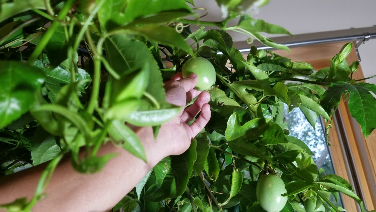 Passion fruit update!! October 2019 preparing for winter YouTube