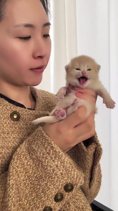 Kitten meowing #trending #kitten #catvideos #catlovers #shortvideo #shortsfeed