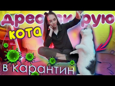 ДРЕССИРУЮ КОТА в карантин! Команды СУСЛИК и КУВЫРОК