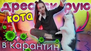 ДРЕССИРУЮ КОТА в карантин! Команды СУСЛИК и КУВЫРОК