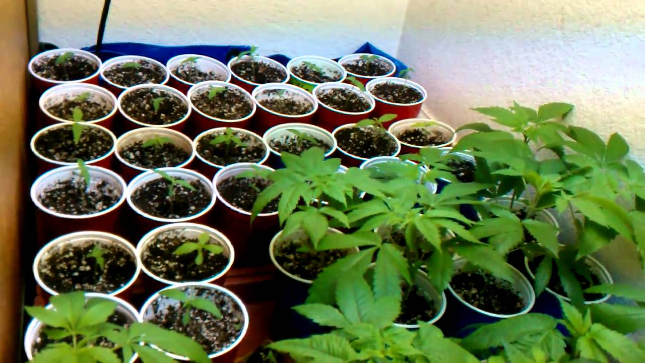 NatGeo Organic and Chem free White Widow x Super Silver Haze, Blueberry, G 13, Og Kush and many more