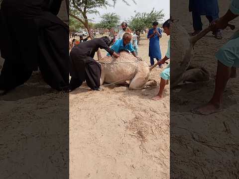 م ساع م شتركة لرفع ج م ل م قي د وتحميل ه في العربة