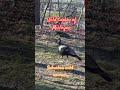 Suburban wildlife
