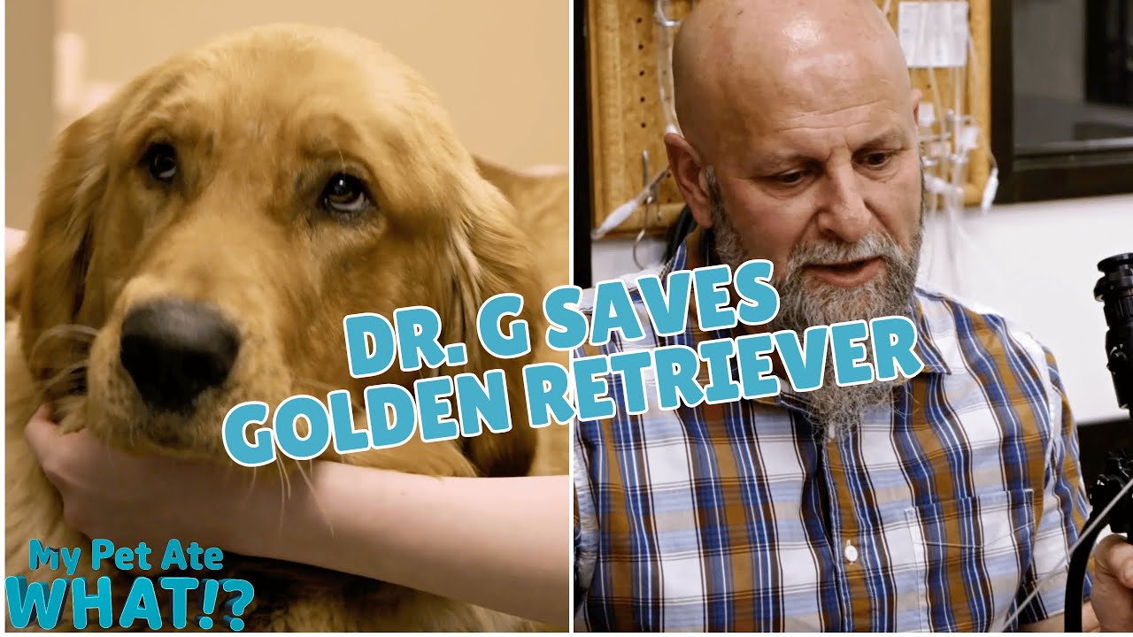 Vet Surgery Saves Golden Retriever | My Pet Ate What?