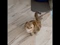 Поразительная умница: Николай Басков воспитал кошку Шанель приносить мячик