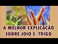 A MELHOR EXPLICAÇÃO SOBRE O TRIGO E O JOIO! | PREGAÇÃO.
