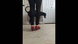 Tangos Flamenco Footwork Patterns Basic