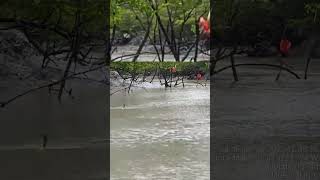 Download Lagu Guara Bird MP3