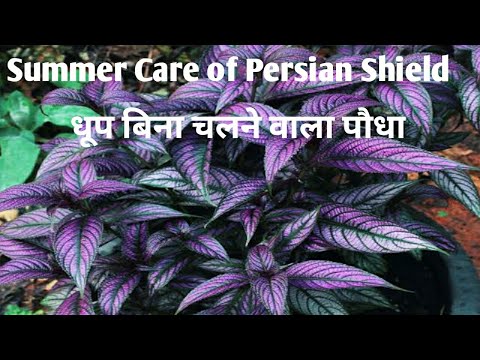 वीडियो: फारसी शील्ड देखभाल निर्देश - घर के अंदर फारसी शील्ड प्लांट कैसे उगाएं