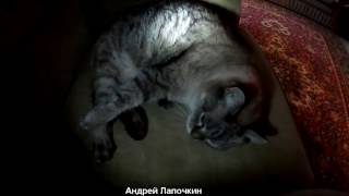 Тайная жизнь домашних животных. Реальная и Тайная жизнь домашних котов. Сны и фантазии котов Тайная жизнь домашних животных. Реальная и Тайная жизнь домашних котов. Сны и фантазии котов