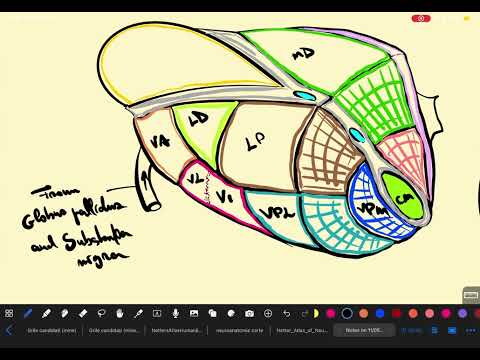 Talamusul - Neuroanatomie 