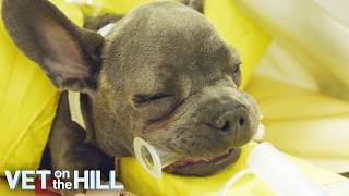Diagnosing Sweetest Frenchie Puppy With Rare Disease | S3 Ep13 | Vet On The Hill
