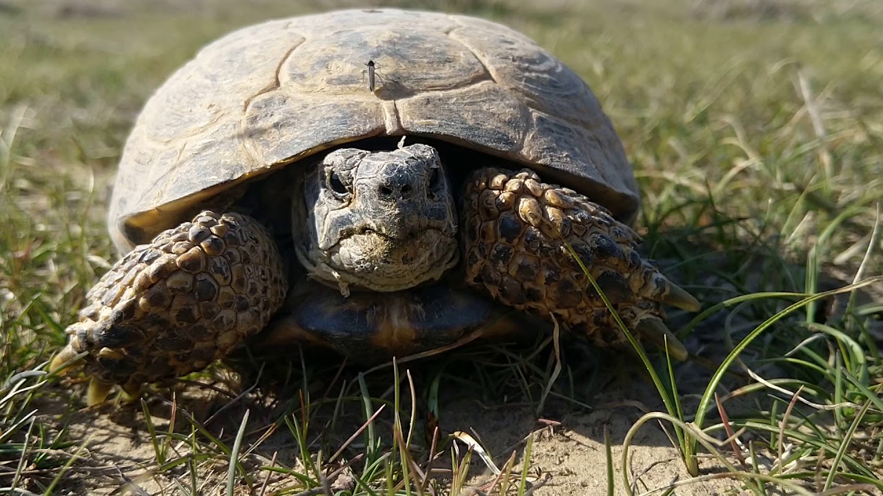 Turtle pro. Броневая черепаха. Адская черепаха. Мягкотелая черепаха. Видео про черепашек.