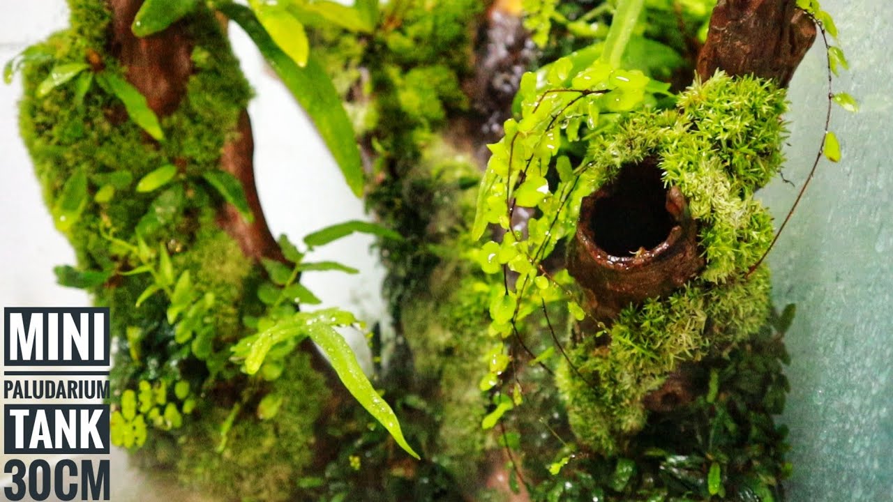 #174 Keren banged,Membuat paludarium hutan tropis,tanaman ambil