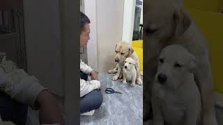 my pet dogs #2