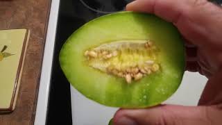Cershownski Melon Harvest Ready or Not!