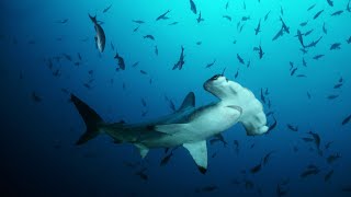 Amazing Facts About Hammerhead Sharks: The Ocean’s Most Unique Predator!