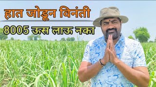 8005 ह वहरयट लऊ नय , ऊसत कहण, पकक बईग ह रग , ऊसतल रगवर नयतरण, वकर