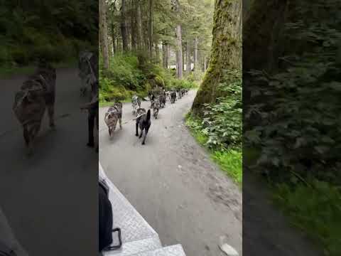 Getting pulled by a dog sled team in Alaska