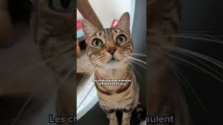 Si ton chat fait ça c’est qu’il te considère comme sa maman 🥹❤️ #shorts #chat