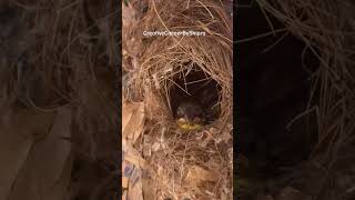 #birds #flowers #nest #painting #feeding #nature