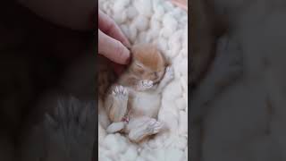 Burp After Eating~ Rabbit Lop Rabbit Cute Pet