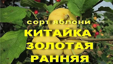 Сорт яблони Китайка золотая ранняя