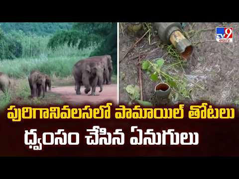 Elephants Hulchul In Parvathipuram Manyam : పురిగానివలసలో పామాయిల్‌ తోటలు ధ్వంసం చేసిన ఏనుగులు - TV9 - TV9