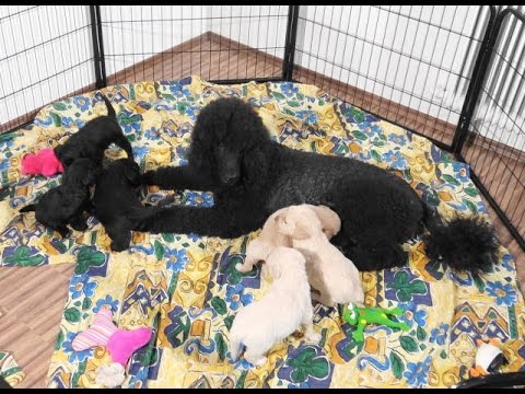 Goldendoodle Welpen in