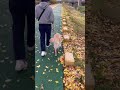 [#ep3_아침산책] 반려견 나다자매 모닝산책 🐶 _다견가정