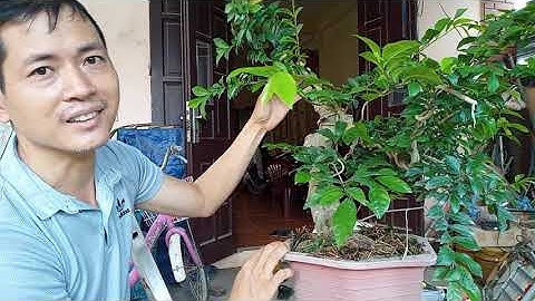 cây duối, bon sai, cắt tỉa, nghệ thuật