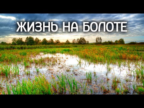 Видео: Кто живет на болоте