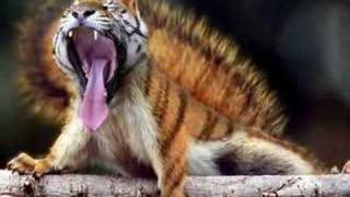 Extreme Photoshop Animal Oddities