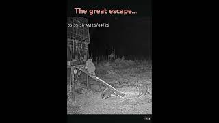 Raccoons @Farmer Derek’s #wildlife #animals #shorts #ytvideo #nature