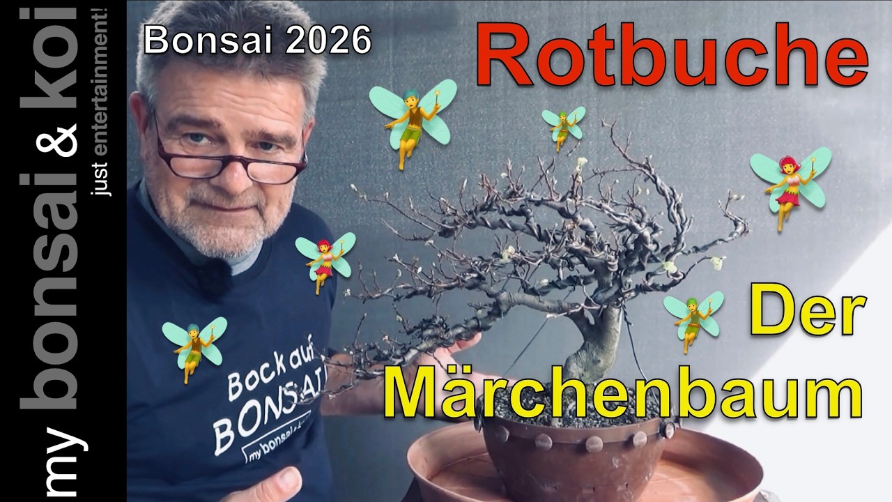 Bonsai 2026-11 - Rotbuche - Fagus sylvatica - der Märchenbaum wird märchenhaft - #bockaufbonsai
