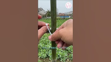 trellis for tying climbing plants #tools #shorts