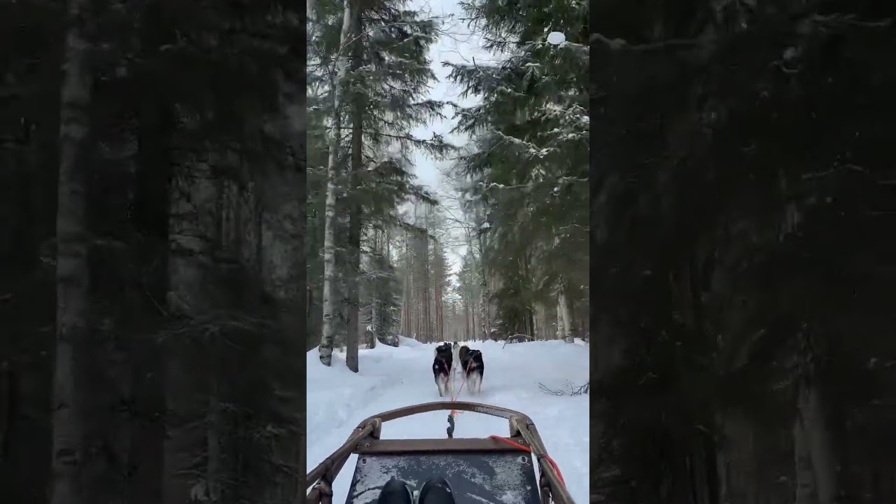Into the Woods 🎄with Husky Ride in North Pole, Artic Circle.  Must Try👍 