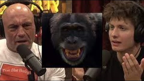 Joe Rogan & Matt Rife on Chimps Attacking Humans #jre