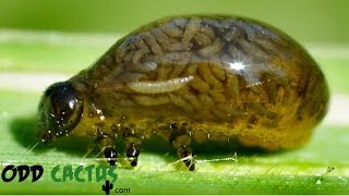 一点物 永野蟲 卵蓄光体 NN-04 寄生型怪奇蟲 怪奇標本 UMA