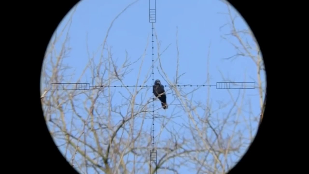 Air Rifle Hunting Crows Pest Control YouTube