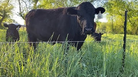 Spring Grazing Dexter Cattle, Greg Judy Style