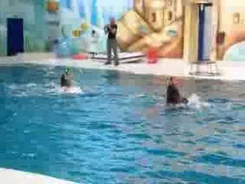 dubai dolphinarium