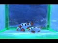 Premium Picasso Clownfish Pair - Alpha Aquaculture