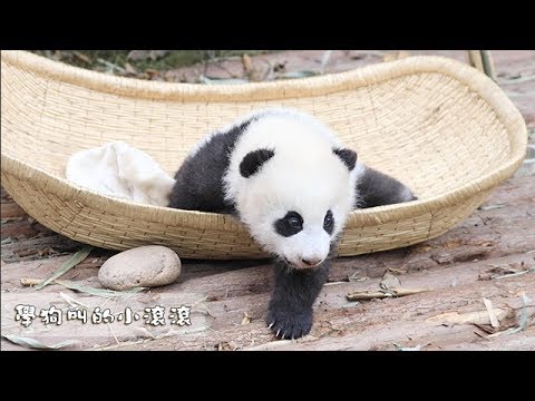 《熊貓早晚安》學狗叫的小滾滾 | iPanda熊貓頻道