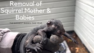 Squirrel Babies Move for the Second Time Since Being Born