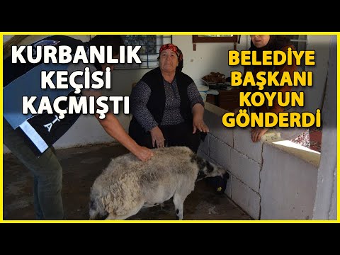 Kurbanlık Keçisi Kaçan Kadına Belediye Başkanı Koyun Gönderdi