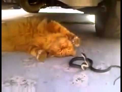 Chat Vs Serpent Cat Vs Snake Youtube