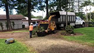 Monkey Pod Tree Trimming