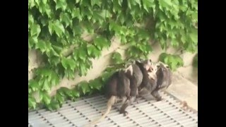 Mother Possum Caught On Tape Carrying 10 Babies On Her Back!