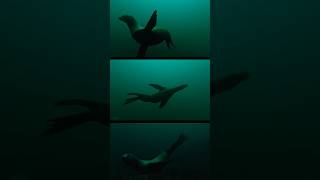 Steller sea lion dancing off Vancouver Island